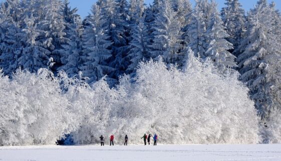 winter nature trees snow cold 6762640